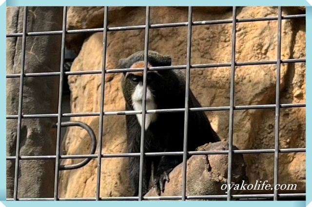 ブラツザグエノン